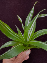 Tillandsia multicaulis, Variegated