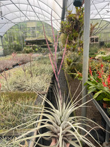 Tillandsia hitchcockiana (Peru) - Bird Rock Tropicals