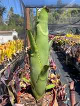 Billbergia alfonsi joannis