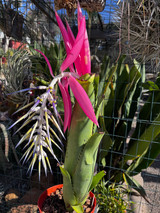 Billbergia alfonsi joannis