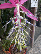 Billbergia alfonsi joannis