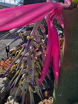 Billbergia alfonsi joannis