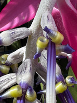 Billbergia alfonsi joannis