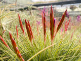Tillandsia juncea x schiedeana (type 2)