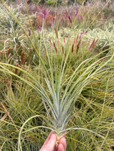 Tillandsia juncea x schiedeana (type 2)