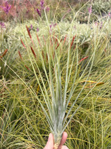 Tillandsia juncea x schiedeana (type 2)