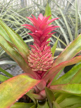 Cryptananas 'Pink Utopia'