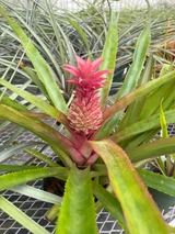 Cryptananas 'Pink Utopia'