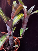 Billbergia Georgia