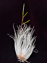 Tillandsia pringliei