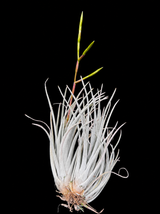 Tillandsia pringliei