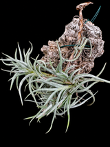Tillandsia cotagaitensis