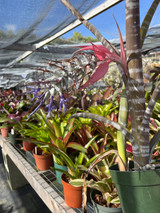 Billbergia pallidiflora