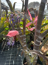 Billbergia pallidiflora