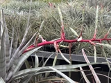 Tillandsia leucolepis
