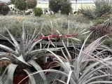 Tillandsia leucolepis