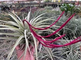Tillandsia espinosae X xerographica