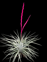 Tillandsia espinosae X xerographica