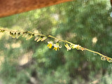 Fosterella micrantha