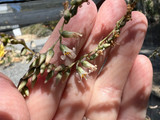 Fosterella micrantha