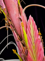 Tillandsia takizawae X bourgaei