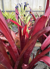 Billbergia 'Flamenco'