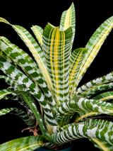 Aechmea chantini 'Samurai'