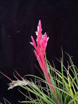 Tillandsia (vernicosa x caulesens) X globosa