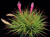 Tillandsia (vernicosa x caulesens) X globosa