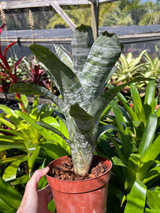 Aechmea fasciata spineless