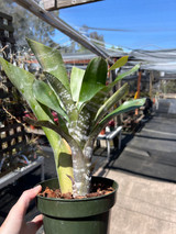 Aechmea fasciata spineless