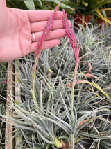 Tillandsia dorothea hybrid