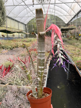 Billbergia brasiliensis