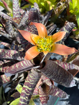 Canistrum sp. (Brazil, Leme)