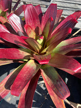 Alcantarea vinicolor