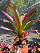 Alcantarea vinicolor