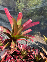 Alcantarea vinicolor