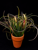 Tillandsia eiseteri