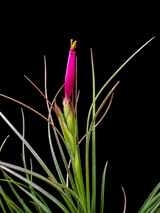 Tillandsia eiseteri