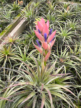 Tillandsia stricta x neglecta 
