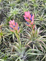 Tillandsia stricta x neglecta 