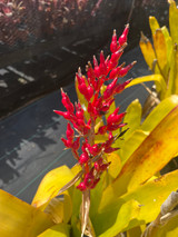 Aechmea amicorum