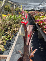 Billbergia Eleanor Rigby