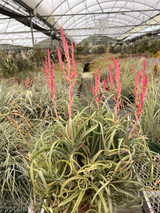 Tillandsia caput medusae x exserta