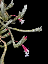 Tillandsia araujei v. minima