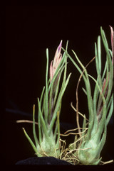 Tillandsia ariza-juliae