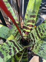 Lutheria (Vriesea) glutinosa 