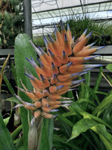 Ronnbergia species (2, coral/blue)