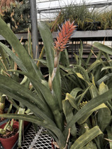 Ronnbergia species (2, coral/blue)