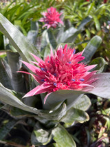 Bromeliads - Page 1 - Bird Rock Tropicals